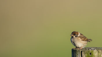 Ringmus / Passer montanus / Eurasian tree sparrow - Free image #372371