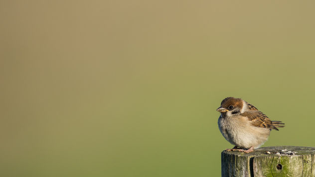 Ringmus / Passer montanus / Eurasian tree sparrow - Kostenloses image #372371