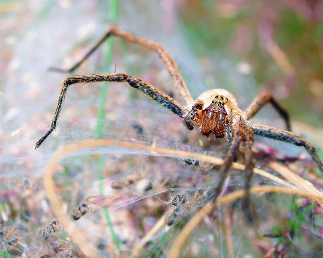 Spider Mum - image gratuit #376451 