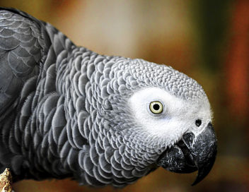 African Grey Parrot - image gratuit #376511 