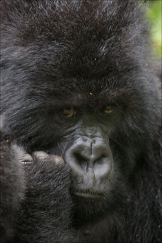 Portrait - Gorille - image #376711 gratis