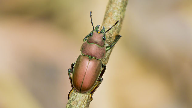 Metallic Stag Beetle - image gratuit #377211 