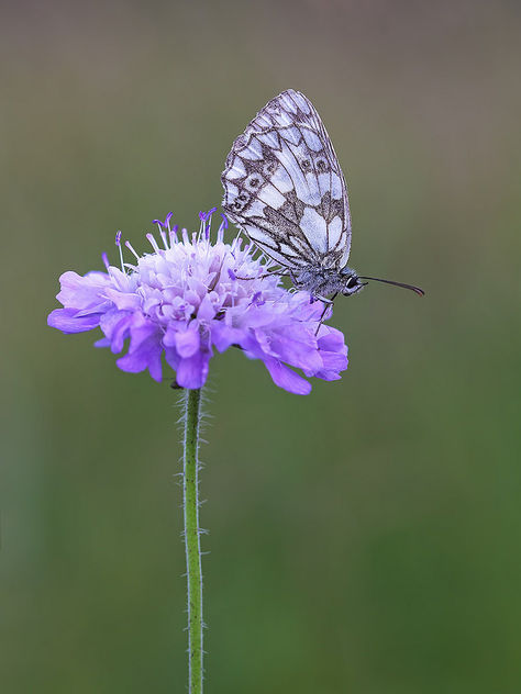 Marbled White - image gratuit #380171 