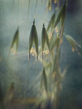 Winter Grass - image #383121 gratis