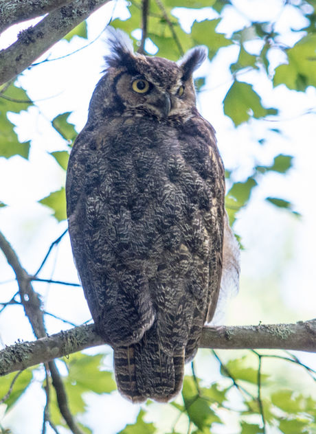 Great Horned Owl - image #385881 gratis