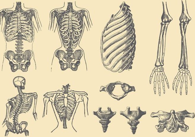 Human Bones And Deformations - Free vector #386471