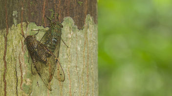 Cicadas pairing - Free image #386931
