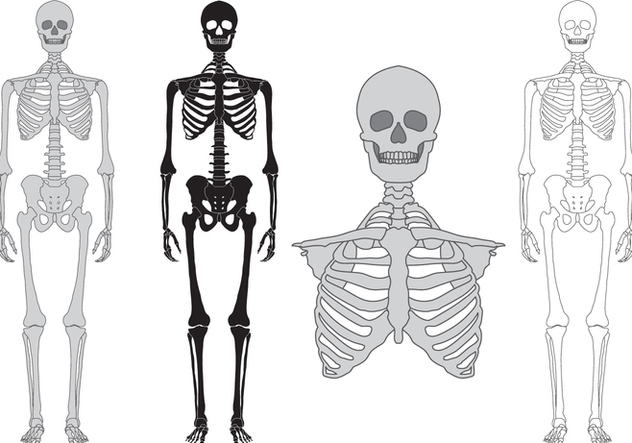 Skeleton and bones vector set - vector gratuit #389301 