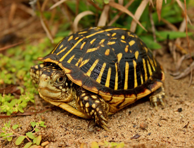 Ornate Box Turtle (Terrapene ornata - Free image #389401