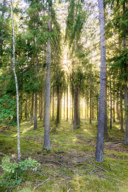 Sun in the forest - Free image #389811