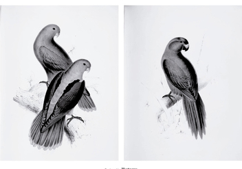 Vintage Parakeet Illustrations - vector gratuit #391101 