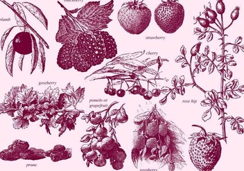 Vintage Berries - Kostenloses vector #391821