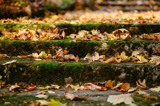 Park stairs in autumn - Free image #393521