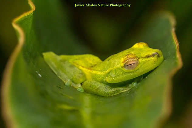 Green frog in Mindo, Ecuador - image #394741 gratis