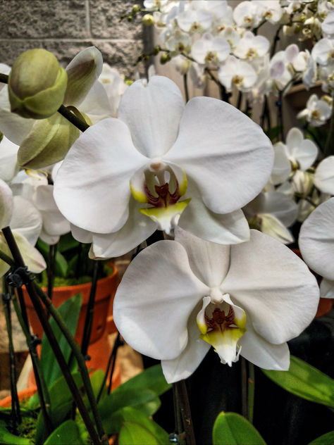 Orchids - Free image #395831