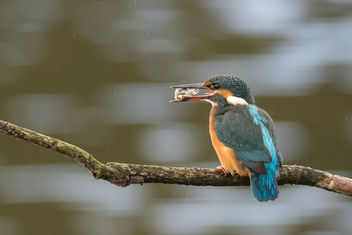 Stickleback with Kingfisher - image gratuit #397761 