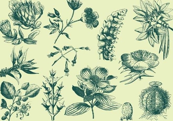 Green Exotic Flower Illustrations - Free vector #401451