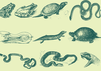 Green Reptile Illustrations - Kostenloses vector #403011