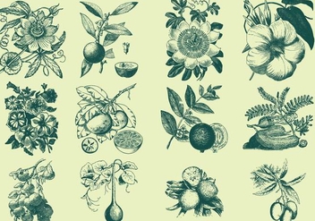 Green Fruit And Flower Illustration - бесплатный vector #403221