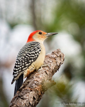 Red-bellied Woodpecker - image gratuit #403491 