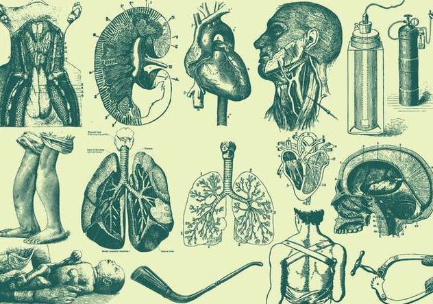 Green Anatomy And Health Care Illustrations - vector gratuit #405011 