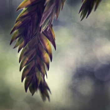 Chasmanthium latifolium - Free image #405341