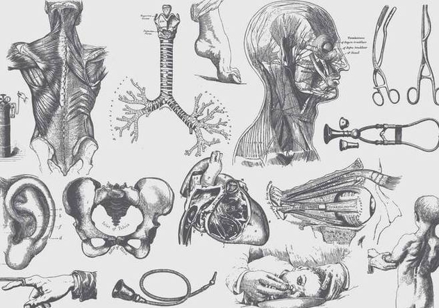 Gray Anatomy And Health Care Illustrations - бесплатный vector #406751