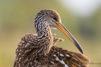 Limpkin in the morning light - Free image #410071
