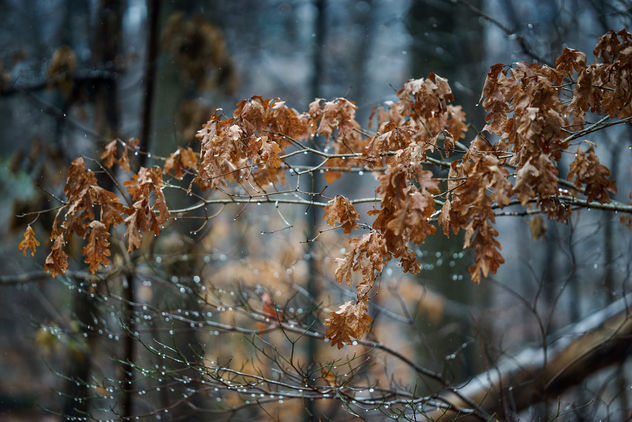 When leaves meet the ice! - Free image #410291