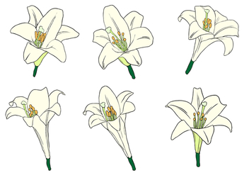 Easter Lily Free Vector - Kostenloses vector #410461