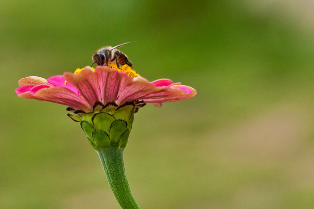 Flower & Bee - image #412681 gratis