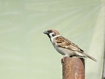 Eurasian tree sparrow // Passer montanus - бесплатный image #415101