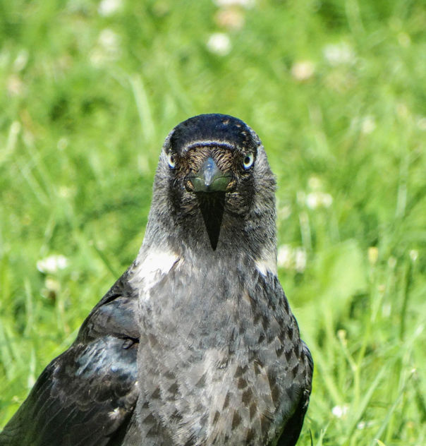 European jackdaw // Corvus monedula - Free image #416271