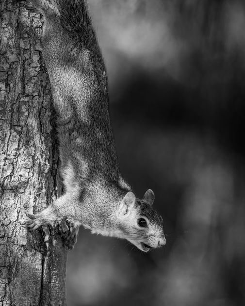 Squirrel - Free image #419621