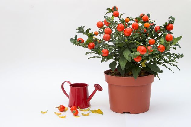 Solanum pseudocapsicum loneparent houseplant, red watering can on white background - бесплатный image #419651