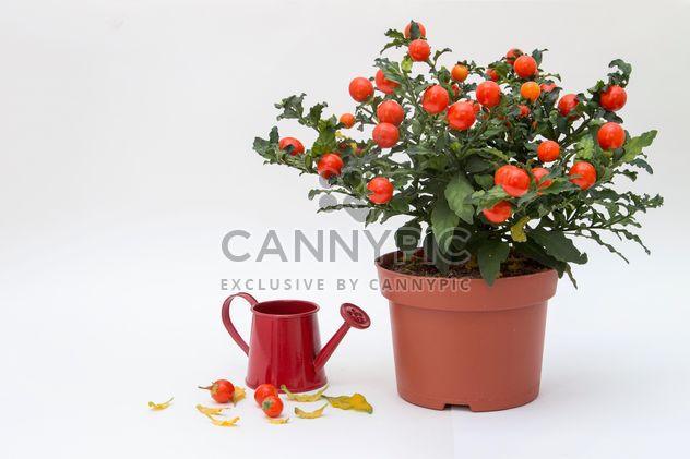 Solanum pseudocapsicum loneparent houseplant, red watering can on white background - image #419651 gratis