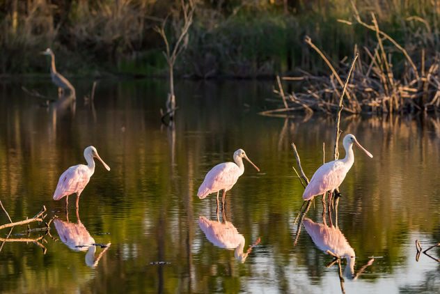 Roseate Spoonbills are back - Kostenloses image #423411