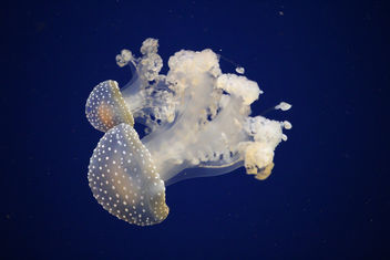 Jelly-Fish glowing - Kostenloses image #424061