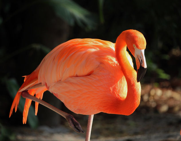 Flamingo - Kostenloses image #424441