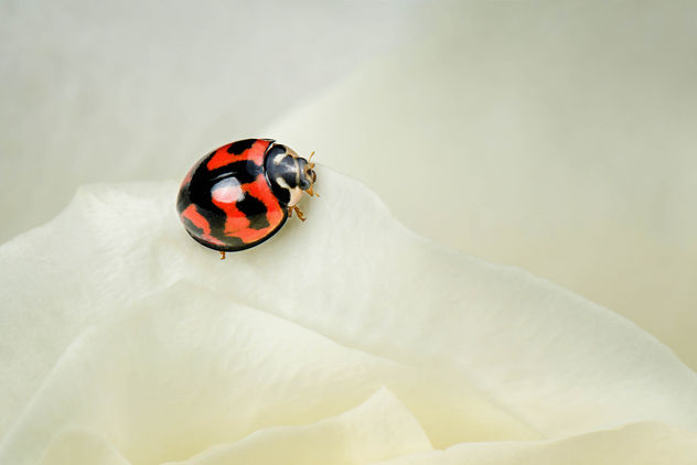 Ladybug - image gratuit #427401 