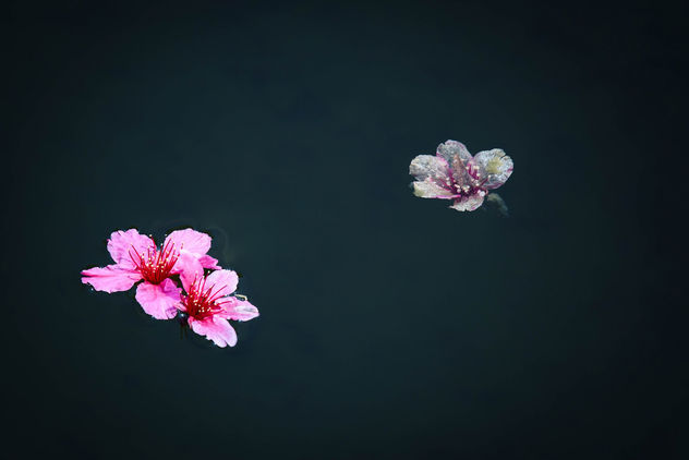 Cherry Blossoms Floating - бесплатный image #427891