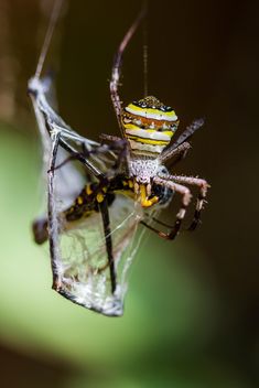 Close-up of spider with victim - image gratuit #428771 