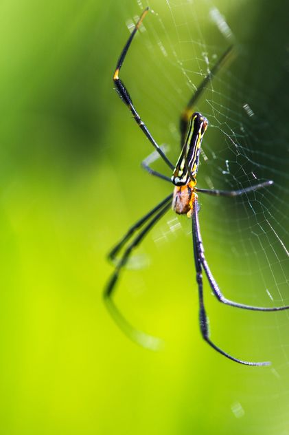 Close-up of spider in cobweb - бесплатный image #428791