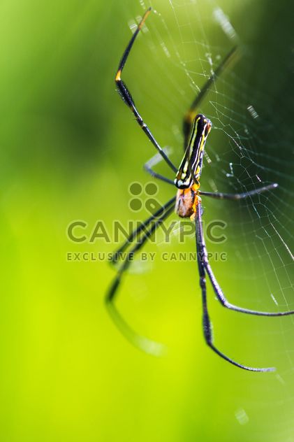 Close-up of spider in cobweb - Free image #428791