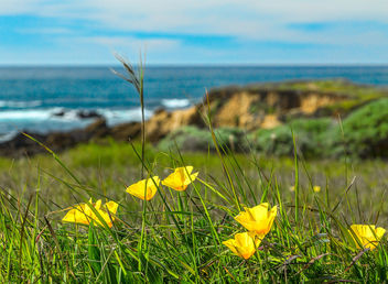 California Poppies for the California Coast - image #428961 gratis