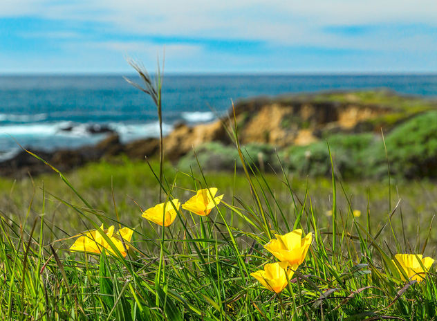 California Poppies for the California Coast - image #428961 gratis