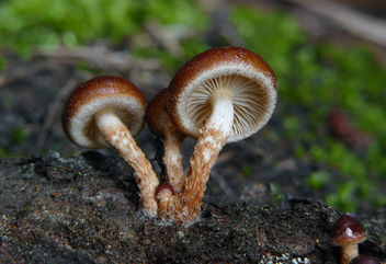 Brick Caps mushrooms (Hypholoma lateritium,) - image gratuit #429331 
