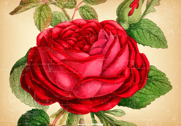 Beautiful Vintage Rose Background - Free vector #430411