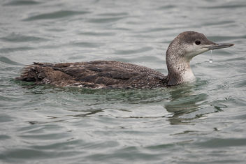 Red-throated Loon, immature (1st year) - Kostenloses image #431331