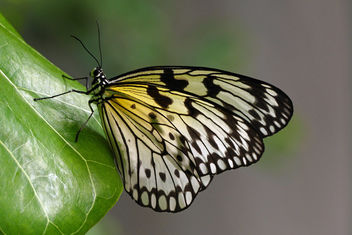Idea leuconoe -(Paper Kite) - image gratuit #434551 